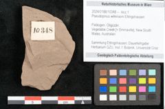 Foto (Objekt + Etikett) von Pseudopinus wilkinsoni Ettingshausen (NHMW-GEO-2024-0188-10348)